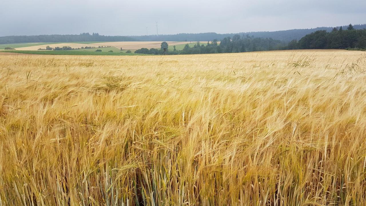 Ferienwohnung Friedrich Michelstadt Exteriör bild